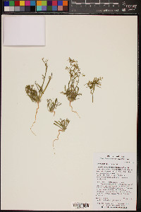 Chorizanthe brevicornu image