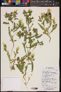 Mentzelia involucrata image