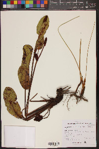 Anemopsis californica image