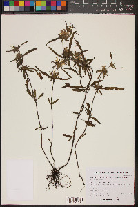 Monarda citriodora subsp. austromontana image