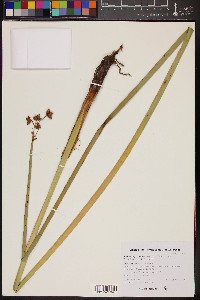 Schoenoplectus acutus image