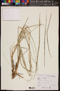 Muhlenbergia rigens image