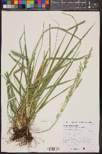 Lolium arundinaceum image