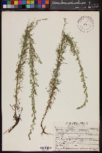 Artemisia carruthii image