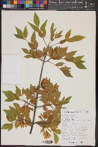 Fraxinus velutina image