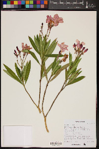 Nerium oleander image