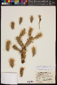 Cylindropuntia echinocarpa image