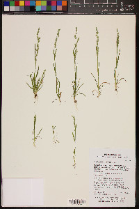 Poa bigelovii image