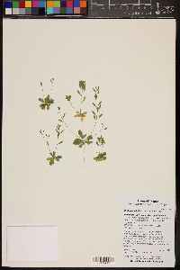 Draba cuneifolia image