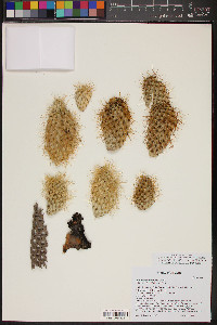 Cylindropuntia bigelovii image