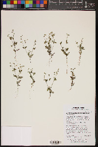 Eucrypta chrysanthemifolia var. bipinnatifida image