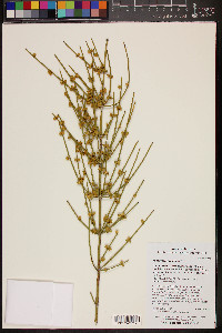 Ephedra fasciculata image