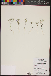 Eriastrum diffusum image