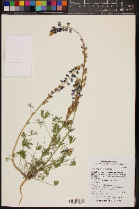 Lupinus sparsiflorus image