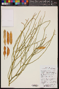 Parkinsonia florida image