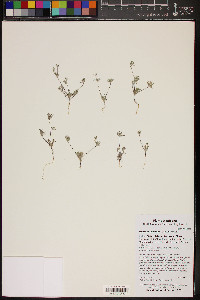 Eriastrum eremicum image