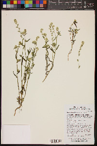 Cryptantha barbigera image