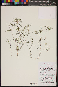 Linanthus bigelovii image