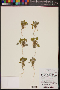 Chorizanthe rigida image