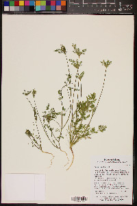 Daucus pusillus image