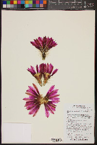 Echinocereus engelmannii image