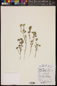 Cryptantha barbigera image