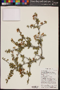 Ceanothus greggii image