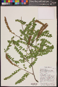 Amorpha californica image