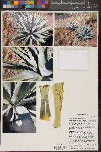 Agave chrysantha image