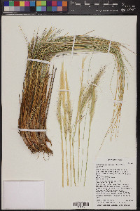 Pappostipa speciosa image