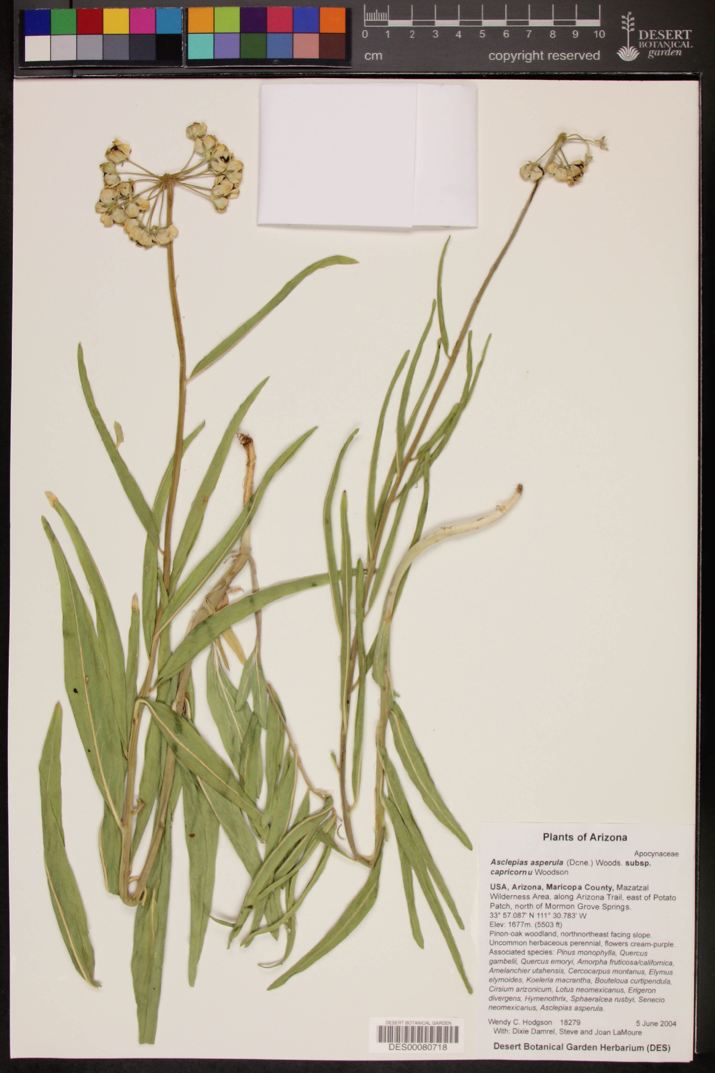 Asclepias asperula subsp. capricornu image