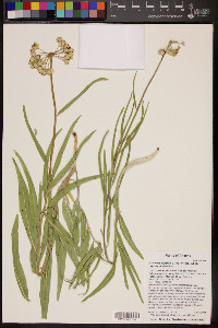 Asclepias asperula image