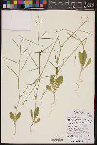 Brassica tournefortii image