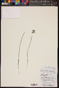 Dichelostemma capitatum image