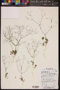 Eriogonum thomasii image