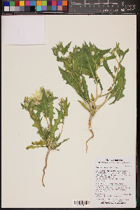 Mentzelia involucrata image