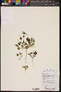 Erodium texanum image