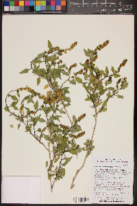 Ambrosia deltoidea image