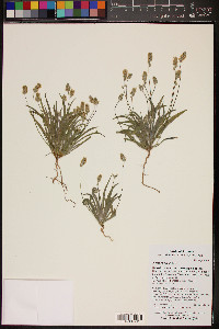 Plantago ovata image