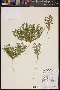 Lepidium lasiocarpum image