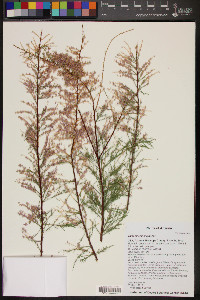 Tamarix chinensis image