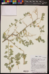 Atriplex lentiformis image