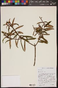 Miconia luteola image