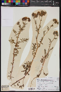 Phacelia distans image