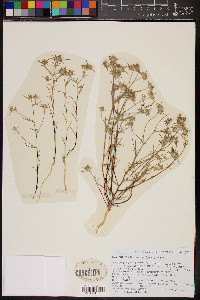 Eriastrum eremicum image