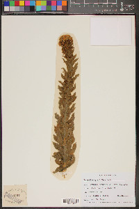 Heterotheca grandiflora image