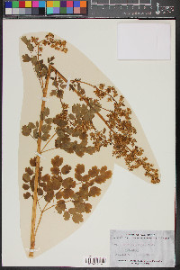 Thalictrum polycarpum image