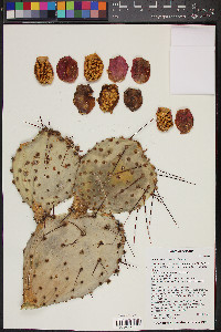 Opuntia macrocentra image