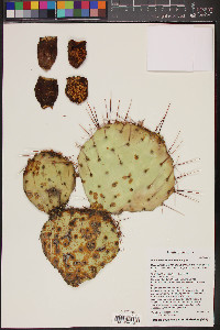 Opuntia phaeacantha image