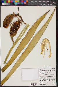 Yucca baccata image